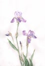 Iris flowers watercolor painting