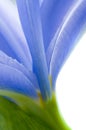 Iris flowers with waterdrops