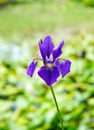 Iris flowers