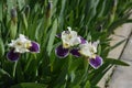Iris flowers Royalty Free Stock Photo