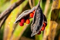 A iris foetidissima, commonly known as a stinking iris, on a frosty winter`s morning