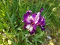 Iris garden closeup white middle of purple fringe. Curved graceful bright flower petals. Green blurred background. Breeding grade Royalty Free Stock Photo