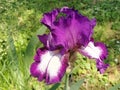 Iris garden closeup white middle of purple fringe. Curved graceful bright flower petals. Green blurred background. Royalty Free Stock Photo