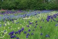 Iris garden Royalty Free Stock Photo