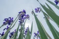 Iris garden Royalty Free Stock Photo
