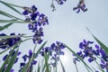 Iris garden Royalty Free Stock Photo