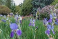 Iris garden Royalty Free Stock Photo