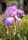 Iris garden flower blooming in the garden,