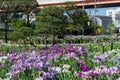 Iris garden, Japan Tokyo day