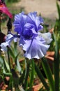 Iris Garden Series - Blue bearded spaceage iris Royalty Free Stock Photo