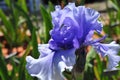 Iris Garden Series - Blue bearded spaceage iris Royalty Free Stock Photo