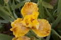 Iris Garden Series - Calizona Gold Tall Bearded Iris