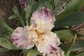 Iris Garden Series - Celtic Tartan Tall Bearded Iris