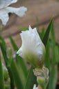 Iris Garden Series - Free Space bearded iris Royalty Free Stock Photo