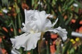 Iris Garden Series - Free Space white bearded iris Royalty Free Stock Photo