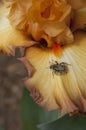 Iris Garden Series - Oil Painting Tall Bearded Iris - California Bee close up