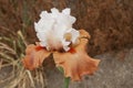 Iris Garden Series - Pumpkin a la Mode Tall Bearded Iris