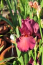 Iris Garden Series Ã¢â¬â Red bearded iris Lady Friend Royalty Free Stock Photo