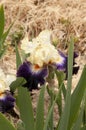 Iris Garden Series - Ridgecrest Tall Bearded Iris