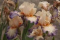 Iris Garden Series - Rock Band Tall Bearded Iris