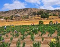 Iris Garden Series - Tall Bearded Irises in Commercial Growing Field