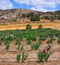 Iris Garden Series - Tall Bearded Irises in Commercial Growing Field