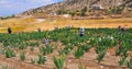 Iris Garden Series - Tall Bearded Irises in Commercial Growing Field