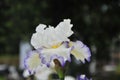 Iris Garden Series - White with Blue Rim bearded iris Revere Royalty Free Stock Photo