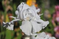 Iris Garden Series - White space age bearded iris Free Space Royalty Free Stock Photo