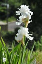 Iris Garden Series - White space age bearded iris Free Space Royalty Free Stock Photo