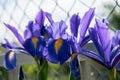Iris in a garden, spring flower, iridaceae Royalty Free Stock Photo