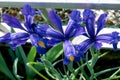 Iris in a garden, spring flower, iridaceae Royalty Free Stock Photo