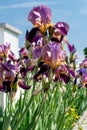 Iris in a garden, spring flower, iridaceae Royalty Free Stock Photo