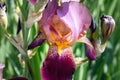 Iris in a garden, spring flower, iridaceae Royalty Free Stock Photo