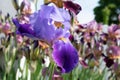 Iris in a garden, spring flower, iridaceae Royalty Free Stock Photo