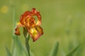Iris genial, flower Iris hybrida Royalty Free Stock Photo