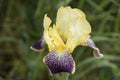Iris genial Iris hybrida flower Royalty Free Stock Photo