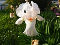 Iris is a genus of perennial rhizome plants of the Iris family. An ornamental herb with large bright flowers. Graceful Royalty Free Stock Photo