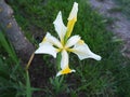 Iris is a genus of perennial rhizome plants of the Iris family. An ornamental herb with large bright flowers. Graceful Royalty Free Stock Photo