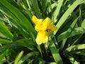 Iris, a genus of perennial rhizome plants of the Iris family. An ornamental herb with large bright flowers. Graceful Royalty Free Stock Photo