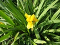 Iris, a genus of perennial rhizome plants of the Iris family. An ornamental herb with large bright flowers. Graceful Royalty Free Stock Photo