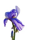 Iris germanic flower, blue-purple, with buds and green stem, iso