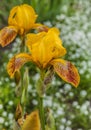Iris Germanic yellow-brown in spring
