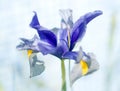 Iris Germanica