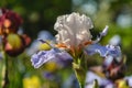 Iris germanica Anouncement.