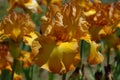 Tall bearded iris, Instant Smiles Royalty Free Stock Photo