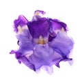 Iris germanica