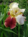 Iris germanica. Closeup of flower bearded iris in garden. A plant with impressive flowers, garden decoration Royalty Free Stock Photo