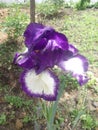 Iris germanica. Closeup of flower bearded iris in garden. A plant with impressive flowers, garden decoration Royalty Free Stock Photo