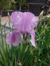 Iris germanica. Closeup of flower bearded iris in garden. A plant with impressive flowers, garden decoration Royalty Free Stock Photo